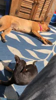 Snoop, a male Chihuahua for sale in Canton, OH – 6 of 6