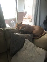 Snoop, a male Chihuahua for sale in Canton, OH – 3 of 6