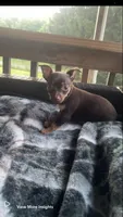 Snoop, a male Chihuahua for sale in Canton, OH – 4 of 6