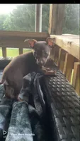 Snoop, a male Chihuahua for sale in Canton, OH – 5 of 6