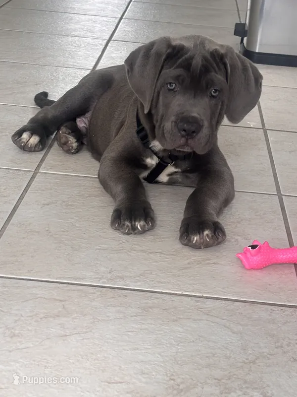 Duke  – Cane Corso puppy for sale in Naples, FL
