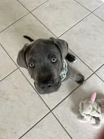 Duke , a male Cane Corso for sale in Naples, FL – 2 of 3