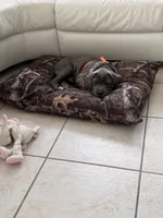 Duke , a male Cane Corso for sale in Naples, FL – 3 of 3