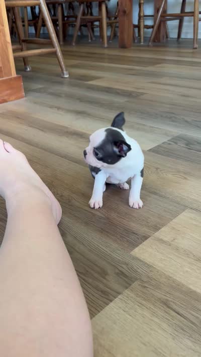 Aunt Bee 🩸AKC Champ Bloodline, a female Boston Terrier for sale in Humboldt, TN – 7 of 7