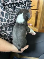 Popeye 🩸AKC Champ Bloodline, a male Boston Terrier for sale in Humboldt, TN – 2 of 5