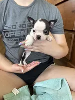 Aunt Bee 🩸AKC Champ Bloodline, a female Boston Terrier for sale in Humboldt, TN – 5 of 7