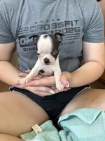 Thelma 🩸AKC Champion Bloodline, a female Boston Terrier for sale in Humboldt, TN – 2 of 6