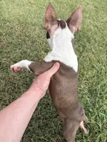 Midget AKC 🩸, a male Boston Terrier for sale in Humboldt, TN – 2 of 8
