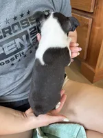 Andy 🩸AKC Champ Bloodline , a male Boston Terrier for sale in Humboldt, TN – 4 of 4