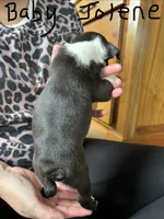 Baby Jolene  🩸AKC Champion Blood, a female Boston Terrier for sale in Humboldt, TN – 3 of 4