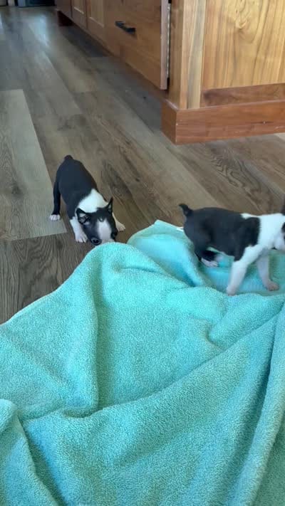 Miss Crump 🩸AKC Champion Bloodline , a female Boston Terrier for sale in Humboldt, TN – 6 of 6