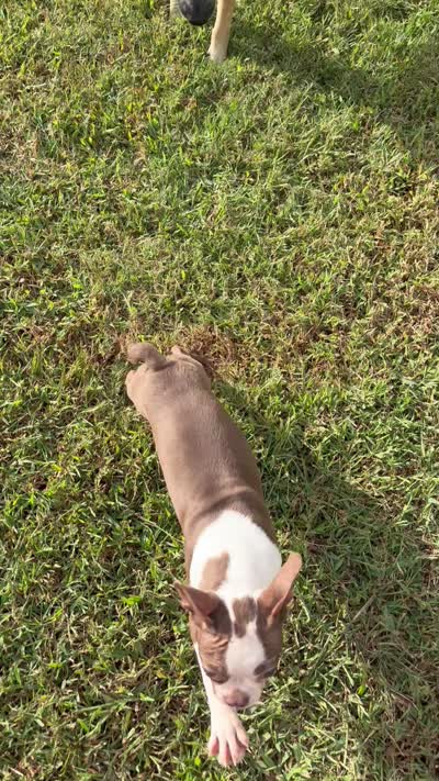 Midget AKC 🩸, a male Boston Terrier for sale in Humboldt, TN – 7 of 8