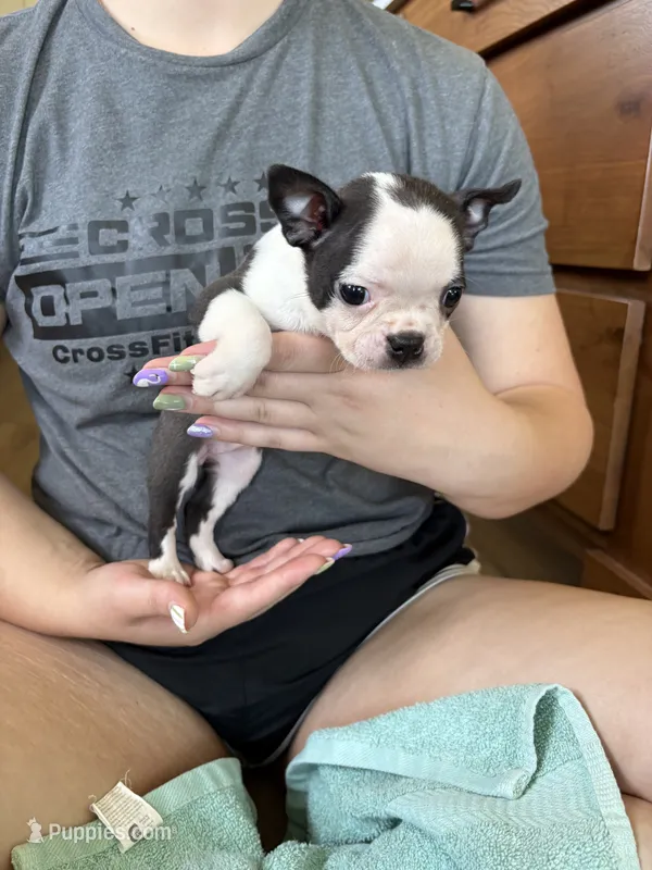 Aunt Bee 🩸AKC Champ Bloodline – Boston Terrier puppy for sale in Humboldt, TN