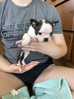 Aunt Bee 🩸AKC Champ Bloodline, a female Boston Terrier for sale in Humboldt, TN – 1 of 7