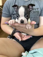 Barney 🩸AKC Champ Bloodline, a male Boston Terrier for sale in Humboldt, TN – 2 of 5