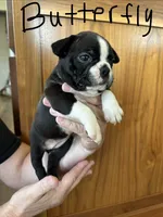 Butterfly 🩸AKC Champ Bloodline, a female Boston Terrier for sale in Humboldt, TN – 6 of 6