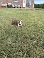 Midget AKC 🩸, a male Boston Terrier for sale in Humboldt, TN – 3 of 8
