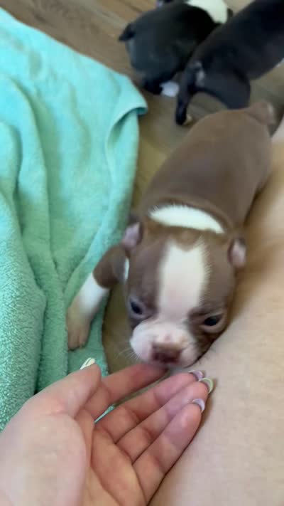 Opie 🩸AKC Champ Bloodline, a male Boston Terrier for sale in Humboldt, TN – 5 of 5