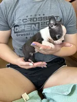 Miss Crump 🩸AKC Champion Bloodline , a female Boston Terrier for sale in Humboldt, TN – 2 of 6