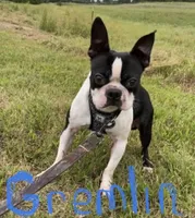 Marzipan AKC , a female Boston Terrier for sale in Humboldt, TN – Photo 9 of 10