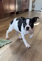 Marzipan AKC , a female Boston Terrier for sale in Humboldt, TN – Photo 6 of 10