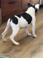 Marzipan AKC , a female Boston Terrier for sale in Humboldt, TN – Photo 3 of 10