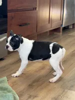 Marzipan AKC , a female Boston Terrier for sale in Humboldt, TN – Photo 5 of 10