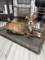 Marzipan AKC , a female Boston Terrier for sale in Humboldt, TN – Photo 10 of 10