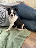 Marzipan AKC , a female Boston Terrier for sale in Humboldt, TN – Photo 7 of 10