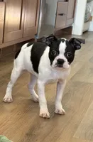 Marzipan AKC , a female Boston Terrier for sale in Humboldt, TN – Photo 4 of 10