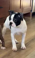 Marzipan AKC , a female Boston Terrier for sale in Humboldt, TN – Photo 2 of 10