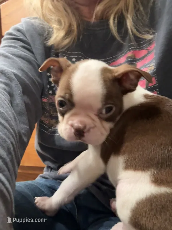 Rodeo AKC 🩸 Champion Blood