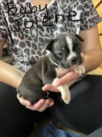 Baby Jolene  🩸AKC Champion Blood, a female Boston Terrier for sale in Humboldt, TN – 2 of 4