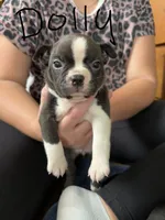 Dolly 🩸AKC Champ Bloodline, a female Boston Terrier for sale in Humboldt, TN – 1 of 5
