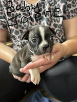 Baby Jolene  🩸AKC Champion Blood, a female Boston Terrier for sale in Humboldt, TN – 1 of 4