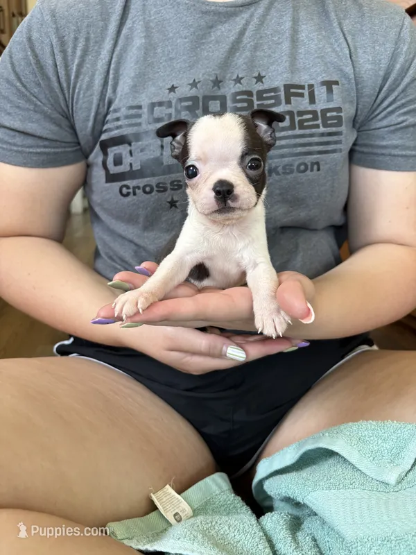 Thelma 🩸AKC Champion Bloodline – Boston Terrier puppy for sale in Humboldt, TN