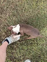 Midget AKC 🩸, a male Boston Terrier for sale in Humboldt, TN – 4 of 8