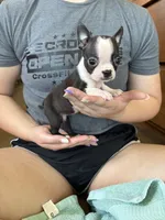 Miss Crump 🩸AKC Champion Bloodline , a female Boston Terrier for sale in Humboldt, TN – 5 of 6