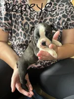 Popeye 🩸AKC Champ Bloodline, a male Boston Terrier for sale in Humboldt, TN – 5 of 5