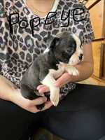 Popeye 🩸AKC Champ Bloodline, a male Boston Terrier for sale in Humboldt, TN – 4 of 5