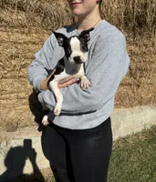 Cori AKC 🩸Champion Bloodline, a female Boston Terrier for sale in Humboldt, TN – 2 of 3