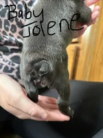 Baby Jolene  🩸AKC Champion Blood, a female Boston Terrier for sale in Humboldt, TN – 4 of 4