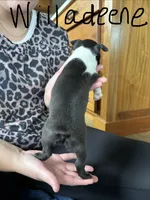 Willadeene 🩸AKC Champ Bloodline, a female Boston Terrier for sale in Humboldt, TN – 4 of 4