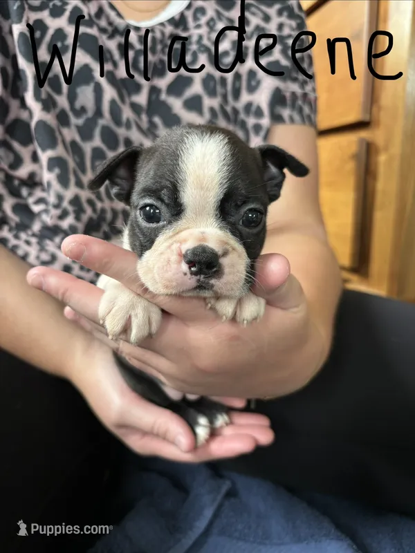 Willadeene 🩸AKC Champ Bloodline – Boston Terrier puppy for sale in Humboldt, TN