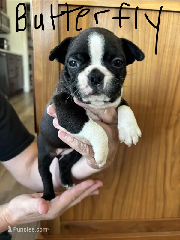 Butterfly 🩸AKC Champ Bloodline – Boston Terrier puppy for sale in Humboldt, TN