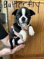 Butterfly 🩸AKC Champ Bloodline, a female Boston Terrier for sale in Humboldt, TN – 1 of 6