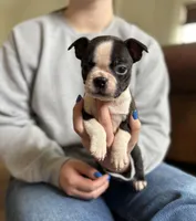 Bella 🩸 AKC Champion Bloodline, a female Boston Terrier for sale in Humboldt, TN – Photo 3 of 8