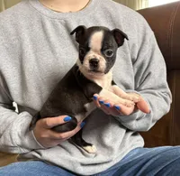 Bella 🩸 AKC Champion Bloodline, a female Boston Terrier for sale in Humboldt, TN – Photo 1 of 8