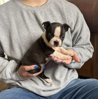 Bella 🩸 AKC Champion Bloodline, a female Boston Terrier for sale in Humboldt, TN – Photo 6 of 8