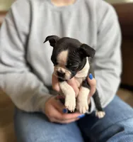 Bella 🩸 AKC Champion Bloodline, a female Boston Terrier for sale in Humboldt, TN – Photo 2 of 8